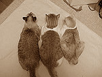 みくさんちの3ニャン