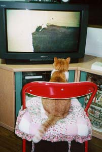 �r�f�I������݂Ⴀ